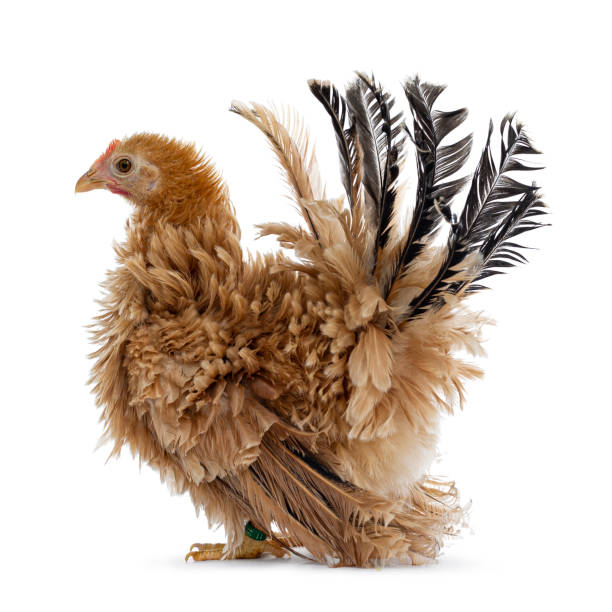 istock Young buff Japanese Bantam / Chabo frizzle hen on white 1164380485