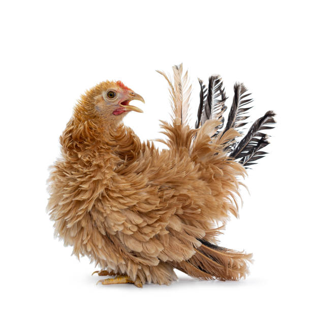 istock Young buff Japanese Bantam / Chabo frizzle hen on white 1164380489