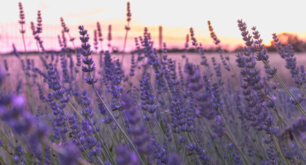 istock lavender flower at sunset near a wheat field 1164380635