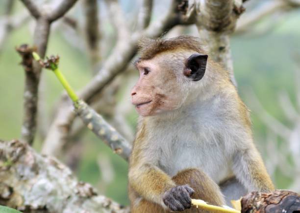 istock Close up of macaque monkey - Sri Lanka 1164380657