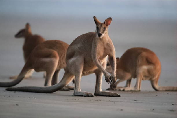 istock kangaroo on beach, mackay, north queensland, australia 1164382219