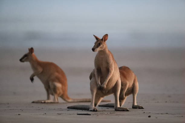 istock kangaroo on beach, mackay, north queensland, australia 1164382397