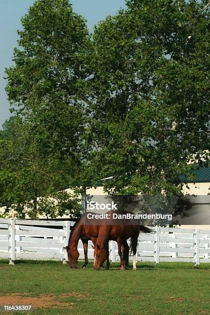 Zwei Pferde Stockfoto und mehr Bilder von Agrarbetrieb - Agrarbetrieb, Baum, Domestizierte Tiere