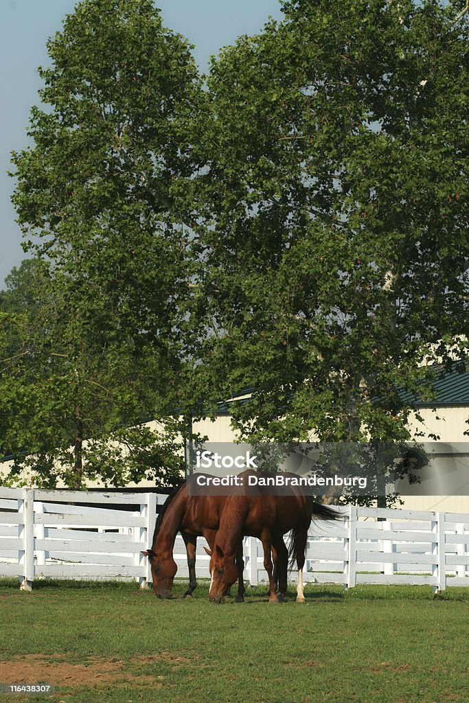 Dois cavalos - Foto de stock de Agricultura royalty-free