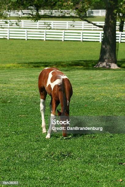 Potro Pequeño Foto de stock y más banco de imágenes de Potro - Potro, Rancho, Agricultura