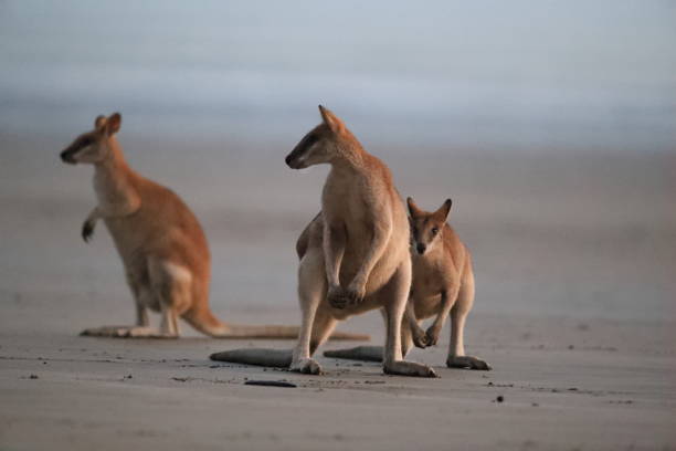 istock kangaroo on beach, mackay, north queensland, australia 1164383597