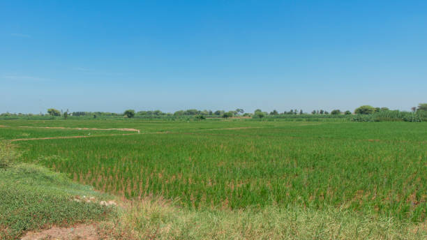 istock View of green fields planted with rice with clear blue sky 1164384251