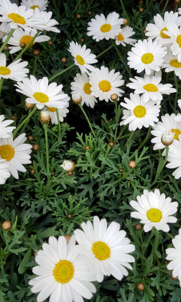 istock Background of white daisy with green leaves 1164384513
