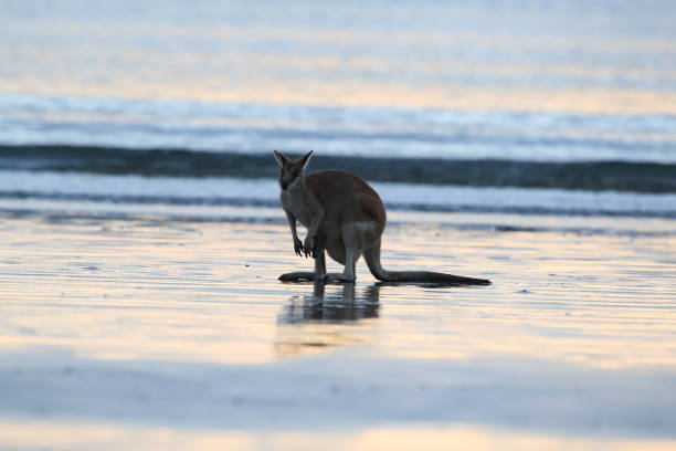 istock kangaroo on beach, mackay, north queensland, australia 1164384615