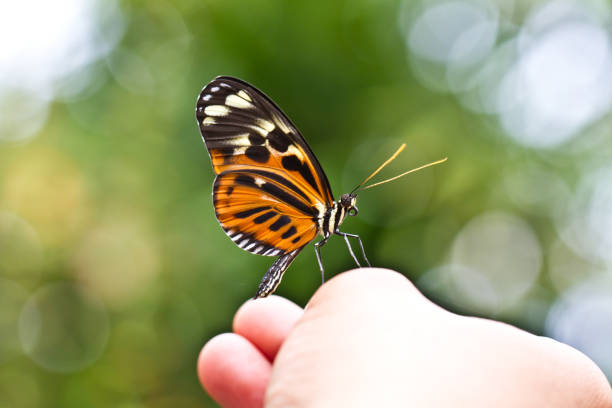 istock Beautiful butterfly sits on a hand.  Exotic Butterfly 1164384675