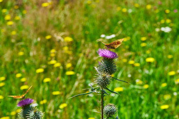 istock Brown butterfly on a cirsium vulgare flower 1164384736