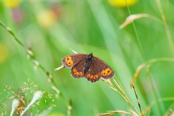 istock Brown butterfly on a yellow flower 1164384764