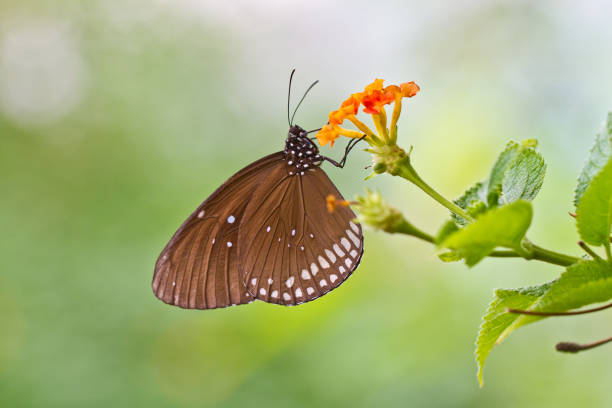 Beautiful butterfly on exotic flower stock photo