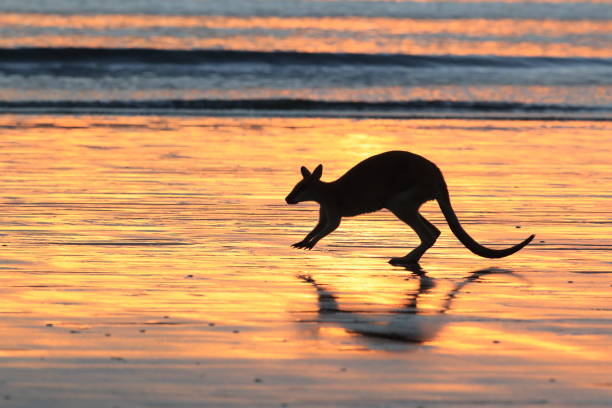 istock kangaroo on beach at sunrise, mackay, north queensland, australia 1164385659