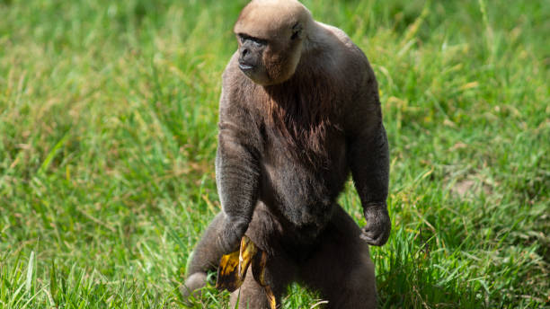 istock Monkey Chorongo standing on its two legs in a green field. Common names: Woolly monkey, Chorongo monkey. 1164385671