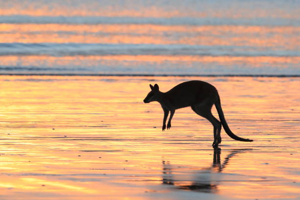 istock kangaroo on beach at sunrise, mackay, north queensland, australia 1164385996