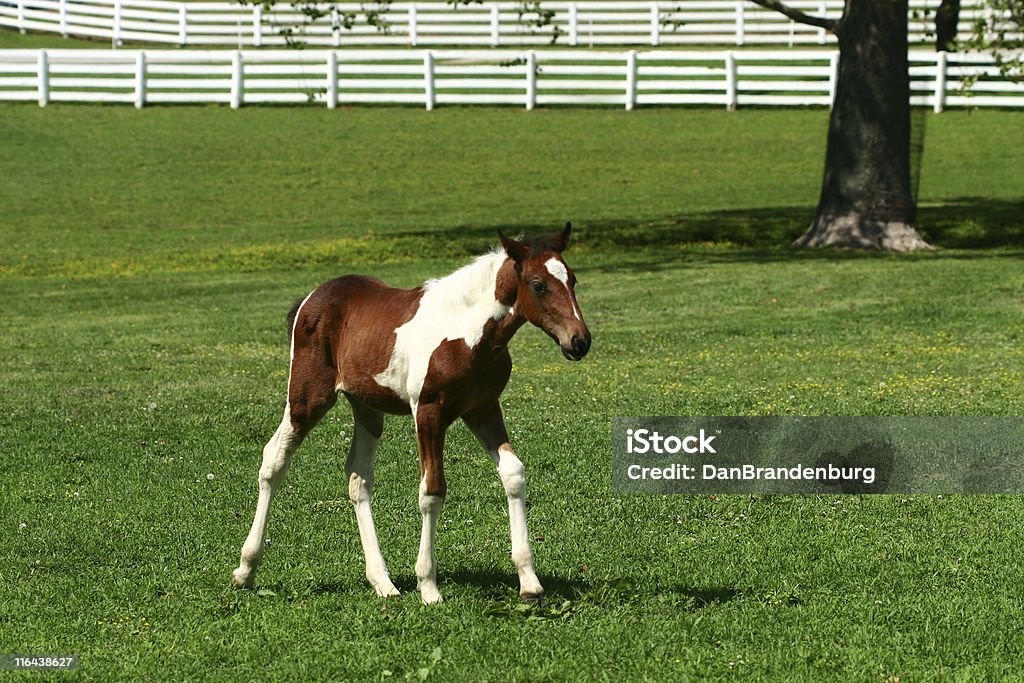 Pojedyncze Colt - Zbiór zdjęć royalty-free (Ranczo)