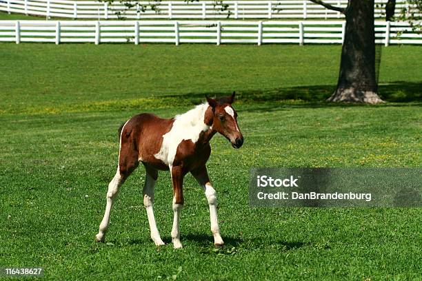 Pojedyncze Colt - zdjęcia stockowe i więcej obrazów Ranczo - Ranczo, Stan Kentucky, Bez ludzi