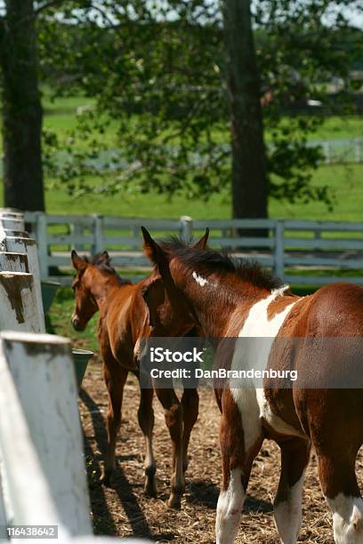Foto de Colts e mais fotos de stock de Agricultura - Agricultura, Animal, Animal de estimação