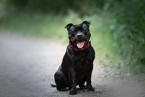 Portrait of happy young English staffordshire bullterrier dog sitting on the path in the park in summer. Smiling and cute black dog