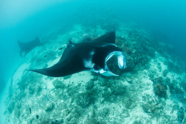 istock Manta Rays Cruising in Indonesia 1164386485