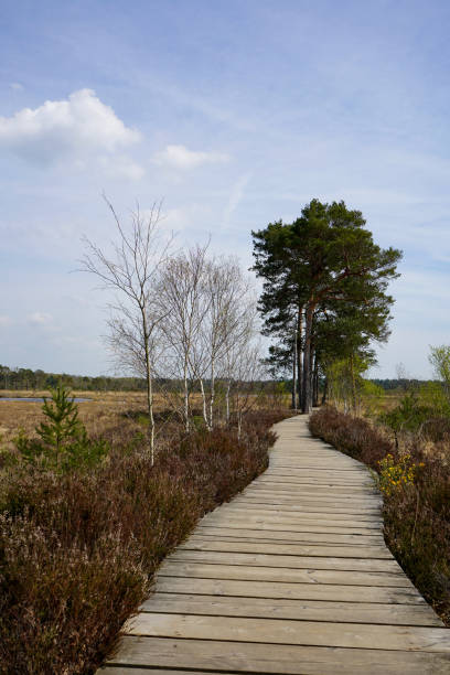 istock Wooden board walk in the countryside 1164387246