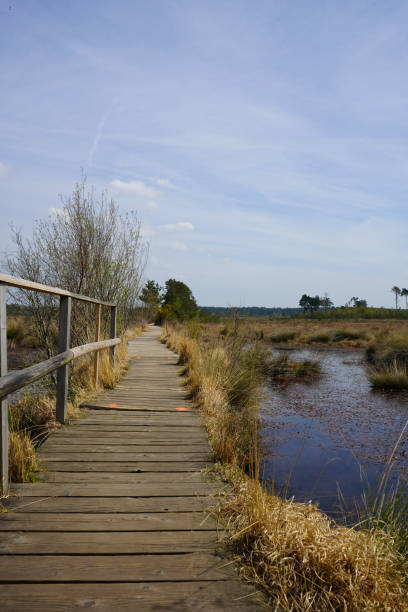 istock Wooden board walk in the countryside 1164387453