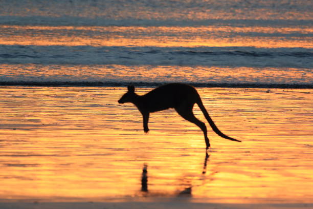 istock kangaroo on beach at sunrise, mackay, north queensland, australia 1164387689