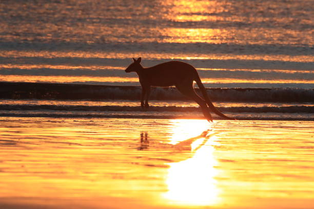 istock kangaroo on beach at sunrise, mackay, north queensland, australia 1164388508