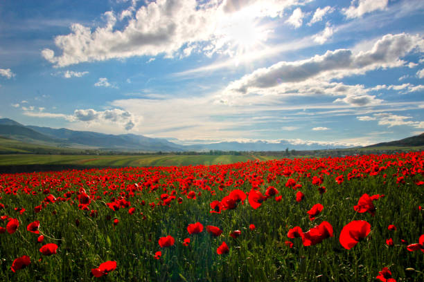 istock Meadow with Poppy flowers ,Armenia. 1164388722