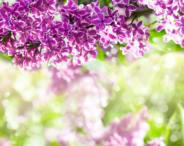 istock Purple lilac bush blooming 1164388852
