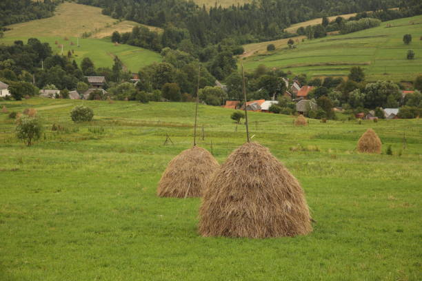 Freshly mowed filed with hay stacks, transilvania, Romania