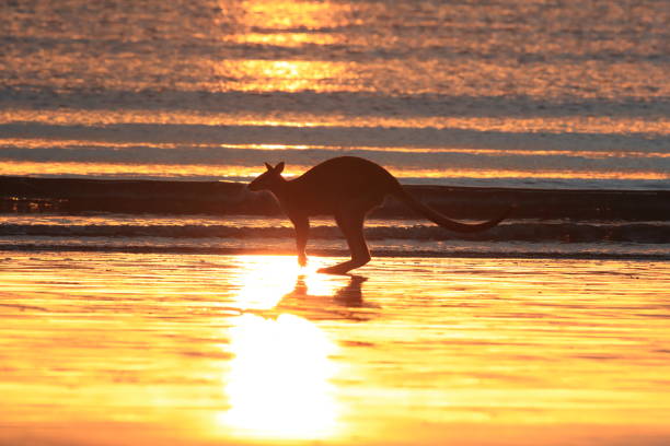 istock kangaroo on beach at sunrise, mackay, north queensland, australia 1164389488