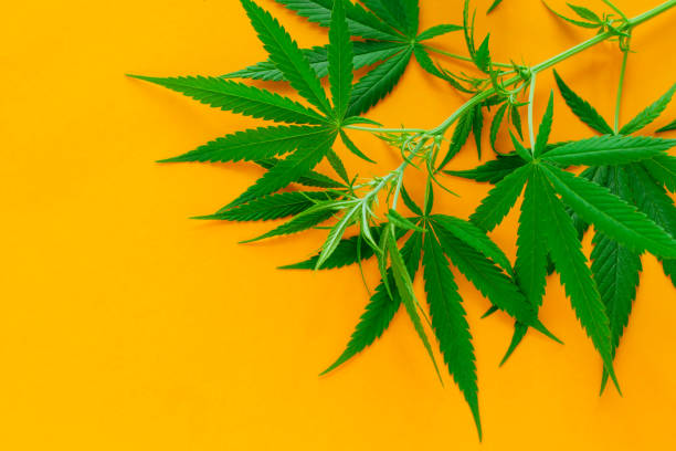 istock cannabis green leaves on a vibrant yellow background copy space 1164390142