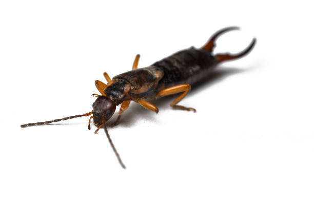 istock Bug isolated on a white background.Insect isolated on a white background. 1164390239