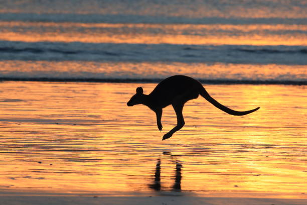 istock kangaroo on beach at sunrise, mackay, north queensland, australia 1164390470