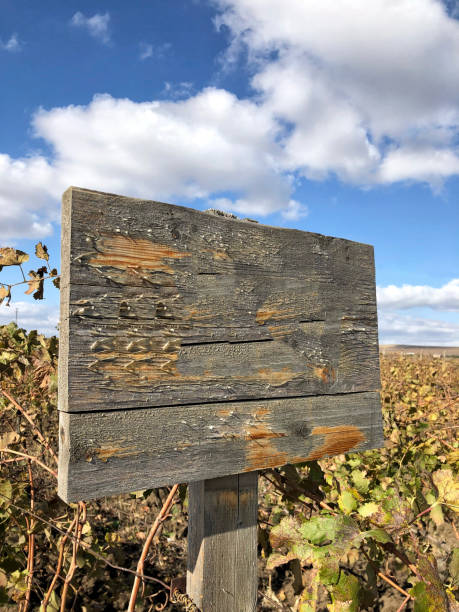 istock wooden sign board in a vineyard 1164390601