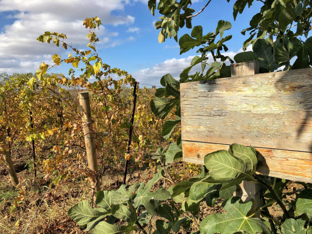 wooden sign board in a vineyard