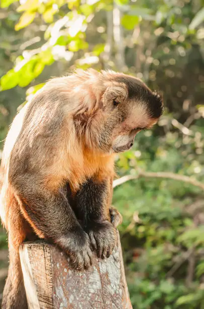 Monkey seated on a stump looking down searching for something. Primate Macaco Prego - Sapajus gender. Brazilian - south american animal.