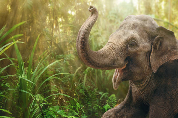 Elephant in rainforest Portrait of an Indian elephant in the rainforest. The dense vegetation in the background is heavily blurred. thai culture photos stock pictures, royalty-free photos & images