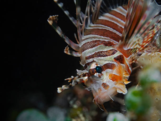 istock Zebra Lionfish, Zebra-Zwergfeuerfisch (Dendrochirus zebra) 1164391518