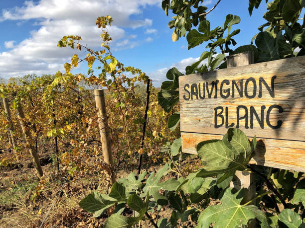 sauvignon blanc sign in a vineyard stock photo