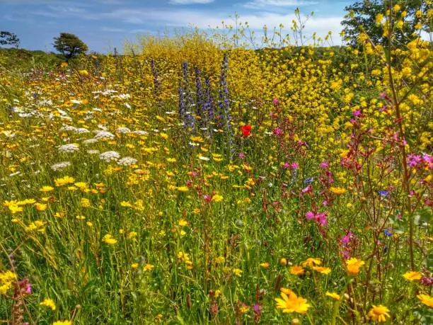 A meadow of wildflowers at the Lizard Peninsula, Cornwall in summer