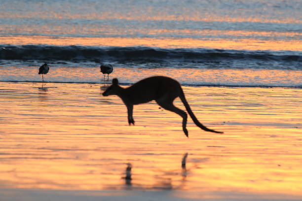 istock kangaroo on beach at sunrise, mackay, north queensland, australia 1164391729
