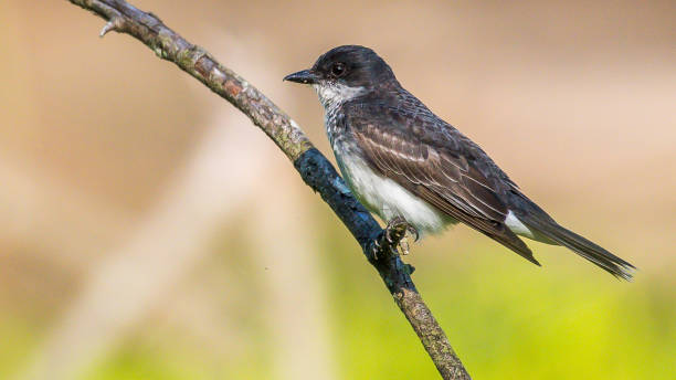 istock Eastern Kingbird on a branch 1164391986