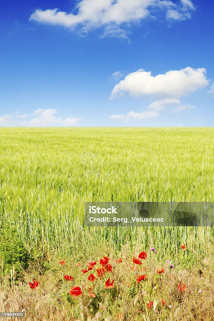 green campos - Foto de stock de Agricultura royalty-free