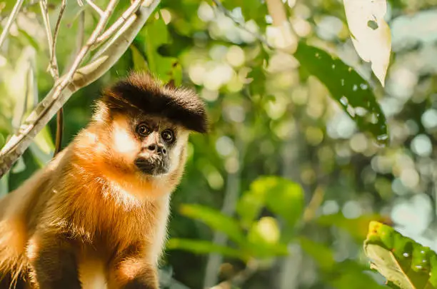 Wild monkey on a tree, in the jungle. Primate Macaco Prego - Sapajus gender. Brazilian - south american animal. Space for text.