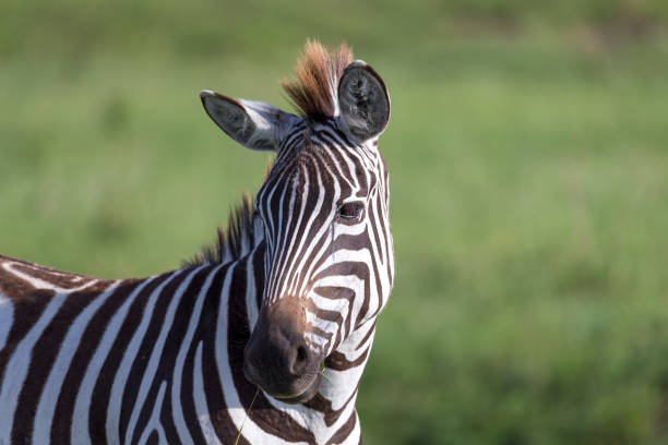 istock A closeup of a zebra in a national park 1164392981