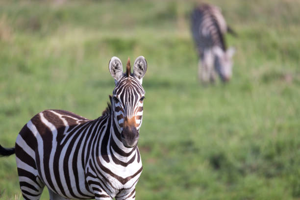 istock A closeup of a zebra in a national park 1164393837