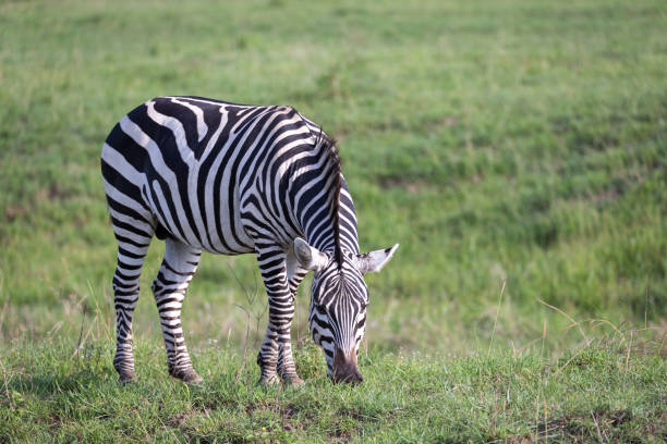 istock A zebra is grazing in the green landscape of a savannah 1164394607